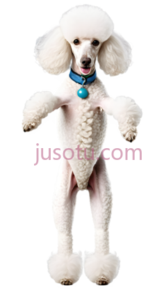 狗,卷毛,白色PNG