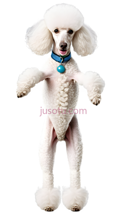 狗,卷毛,白色, PNG