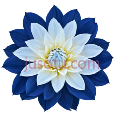 蓝色,大丽花,花瓣PNG