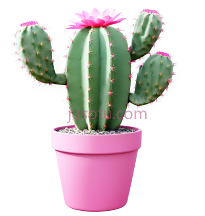 仙人掌,花盆,亮粉色, PNG