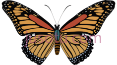 蝴蝶,卡通,橙色,黑色,白色PNG