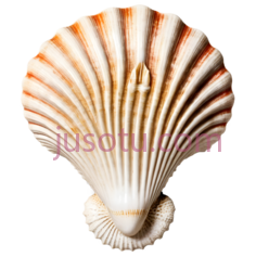 彩色石印,扇贝壳PNG