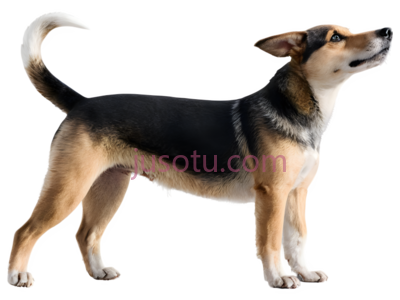 狗, PNG