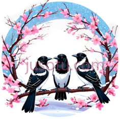 喜鹊,插画,黑色, 白色, 粉红色PNG
