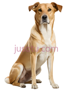 狗,插画,棕色PNG