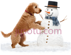 狗,站立,棕色PNG