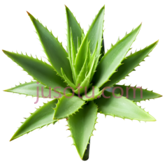 芦荟,自然,绿色PNG