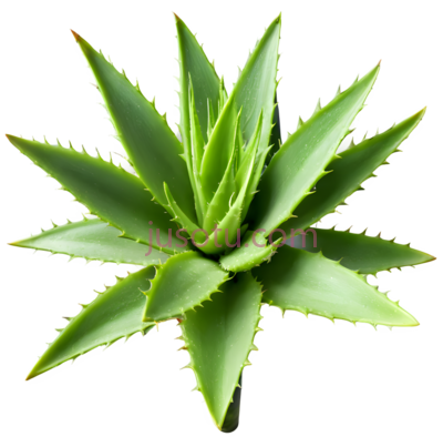 芦荟,自然,绿色, PNG