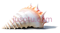 贝壳,自然,白色PNG