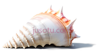 贝壳,自然,白色, PNG