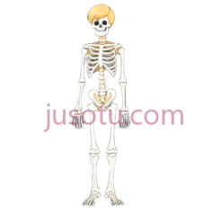 骨骼,卡通,白色PNG