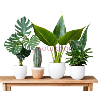 龟背竹,仙人掌,绿萝,盆栽,绿色, PNG