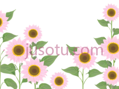 向日葵,粉色花朵PNG