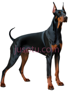 杜宾犬,数字,黑色,棕色PNG