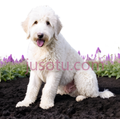 狗,卷毛,白色PNG