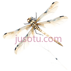 蜻蜓,插画,白色PNG
