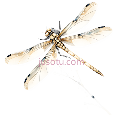 蜻蜓,插画,白色, PNG