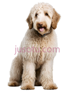 拉布拉多贵宾犬PNG
