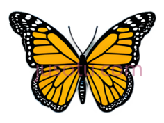 蝴蝶,卡通,黄色,黑色,白色PNG