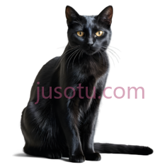 黑色猫咪, PNG