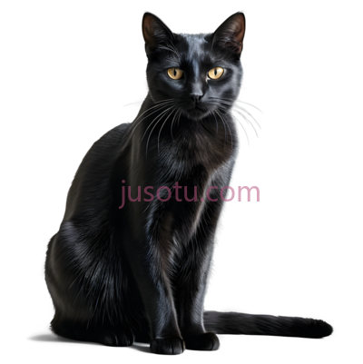 黑色猫咪, PNG