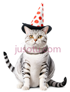 猫,戴帽子,白色,黑色PNG
