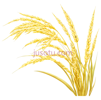 稻穗,插画,黄色, PNG