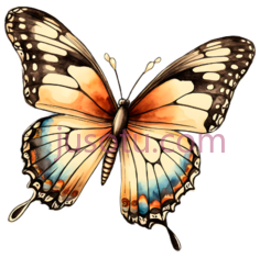 蝴蝶,卡通,橙色,黑色,白色PNG