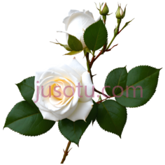 玫瑰,自然,白色PNG