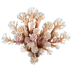 珊瑚,自然,白色,橙色PNG