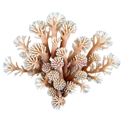 珊瑚,自然,白色,橙色, PNG
