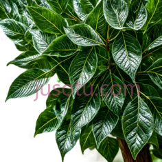 植物,自然,绿色, PNG