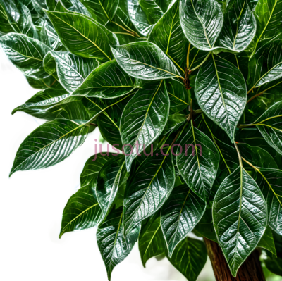 植物,自然,绿色, PNG