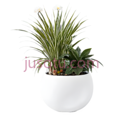 植物,现代,白色花盆, 绿色叶子PNG