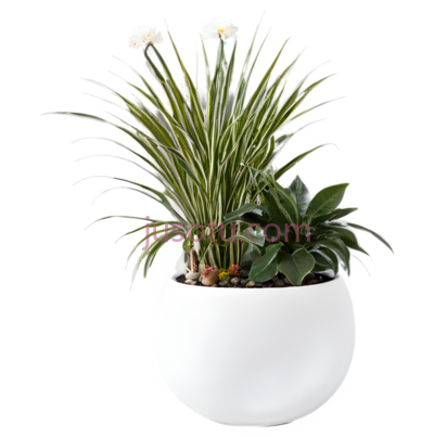 植物,现代,白色花盆, 绿色叶子, PNG