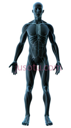 人体生理学, PNG