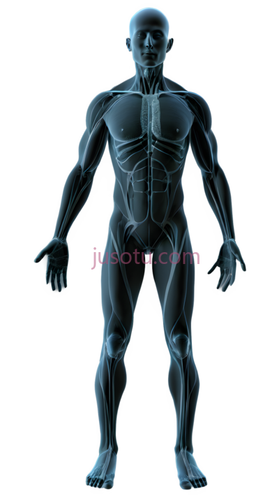 人体生理学, PNG