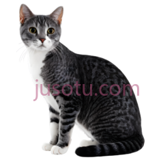 猫, PNG