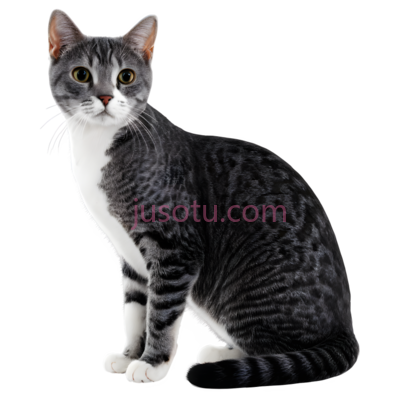 猫, PNG