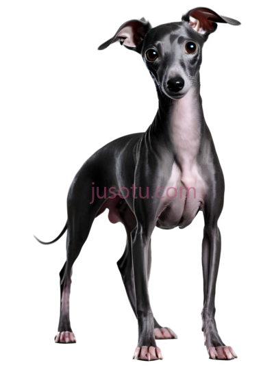 狗,无毛,黑色, PNG