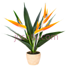 盆栽鹤望兰PNG
