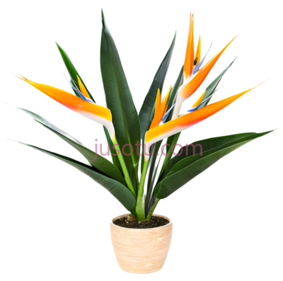 盆栽鹤望兰, PNG