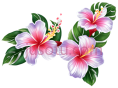 花朵,花卉, PNG