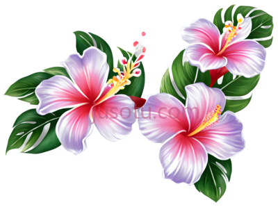 花朵,花卉, PNG