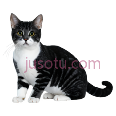 猫, PNG