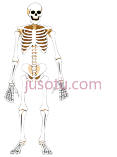 骨骼,卡通,白色PNG