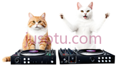 猫,橙色,白色条纹,纯白色PNG
