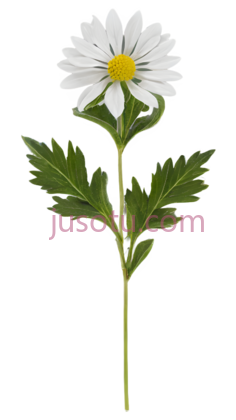 菊花,白色, PNG