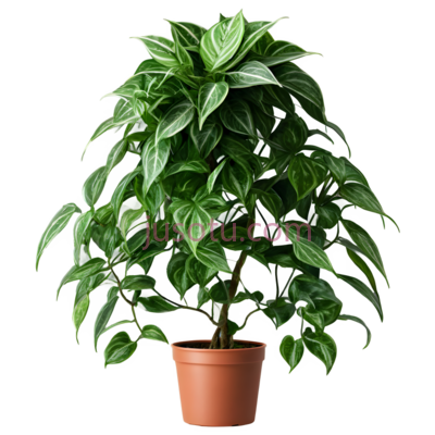 攀爬植物, PNG