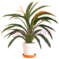 植物,盆栽,绿色, PNG